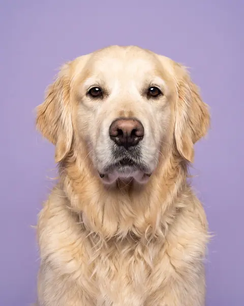 Example: a pet in the Studio Portrait style